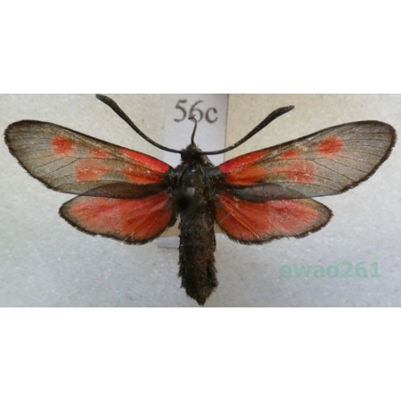 Zygaena viciae (Denis & Schiffermüller, 1775) Kraśnik wykowiec Deutschland56c